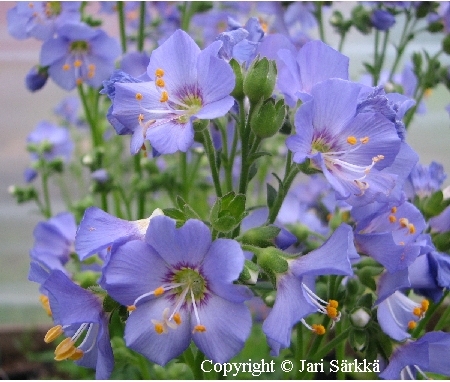 Polemonium boreale 'Bilbo'